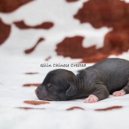Chinese Crested Puppies from Qilin Chinese Crested