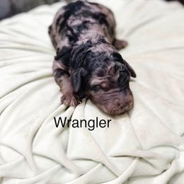 Wrangler - Merle male Goldendoodle puppy in Pasco, Washington from Camp Doodle Woods