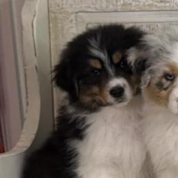 Tux - Black tri-color male Australian Shepherd puppy in Jonesborough, Tennessee from Lotus Australian Shepherds