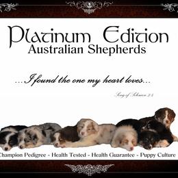 Australian Shepherd Puppies from Platinum Edition