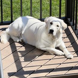 Harper - Golden Retriever