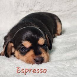 Espresso - Black and tan female Dachshund puppy in Mount Sherman, Kentucky from Kaleidoscope Dachshunds and Whippets