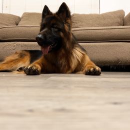 German Shepherd Puppies from Von Gonzalez Kennel