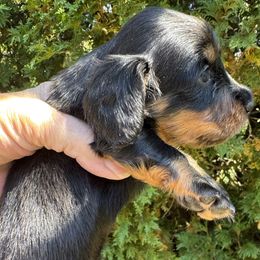 Dalton - Black and tan male Dachshund puppy in Rhode Island from FOSTERS FRENCHIES and DACHSHUNDS
