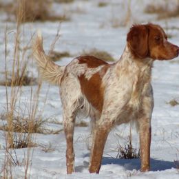 Pippa - Brittany