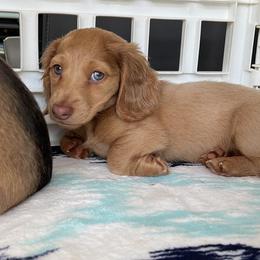 Dachshund Puppies from Southern Ridge Kennels