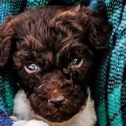 Aussiedoodle Puppies from Blue Mountain Aussiedoodles