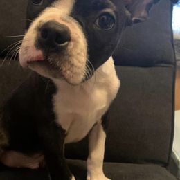 Boston Terriers from SS Boston Terriers