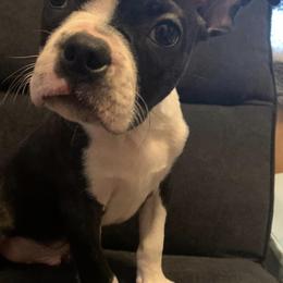 Boston Terriers from SS Boston Terriers
