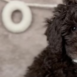 Poodles from Citygirlpoodles