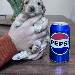 Maltipoo Puppies from Jessica's Maltipoos