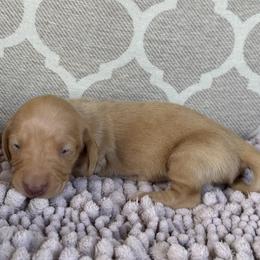 Girl 2 - Red female Dachshund puppy in Joshua Tree, California from Desert Dreams Ranch