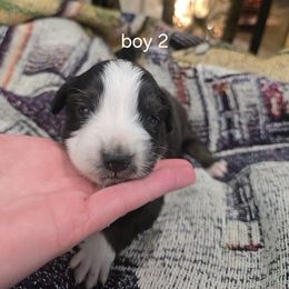 Phil (boy 2) - Black tri-color male Australian Shepherd puppy in Puryear, Tennessee from Double G Ranch