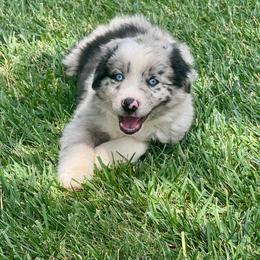 Flash - Blue merle male Australian Shepherd puppy in California from Eagle River Aussies