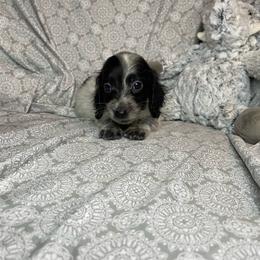 Tiny Tim - Piebald male Dachshund puppy in Norman, Oklahoma from Country Chapel Dachshunds