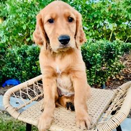 Nola - Dark golden female Golden Retriever puppy in Santa Ana, California from American Golden Retrievers