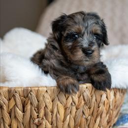 Buzz Lightyear - Merle male Schnoodle puppy in Grove, Oklahoma from Grand Lake Poodles & Doodles