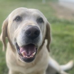 Finn - Labrador Retriever