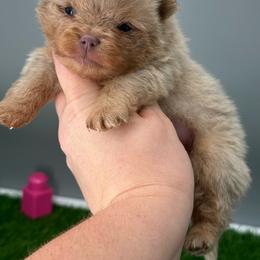 Biscuit - Lavender male Pomeranian puppy in Newark, Ohio from Keeperofstars Pomeranians