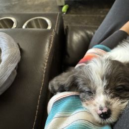 Cavalier King Charles Spaniel and Cavapoo Puppies from Lindsey’s Cavies