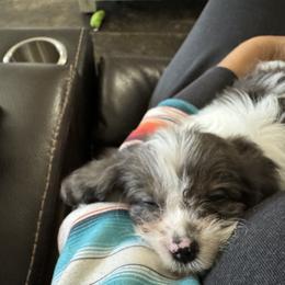 Cavalier King Charles Spaniel and Cavapoo Puppies from Lindsey’s Cavies