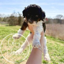 Pink - Tri-color female Bernedoodle puppy in Rockwall, Texas from Glory Doodles