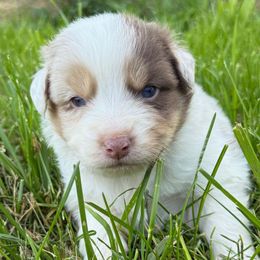 Cayenne - Red merle female Australian Shepherd puppy in Eubank, Kentucky from Red Feather Aussies