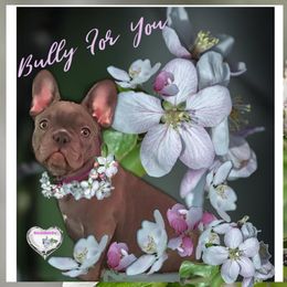 French Bulldog Puppies from Bully For You Kennels