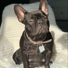 French Bulldogs from Heartland Frenchies