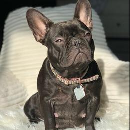 French Bulldogs from Heartland Frenchies
