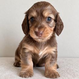 Dolly - Chocolate and cream female Dachshund puppy in Tucson, Arizona from Dachshund Family Co.