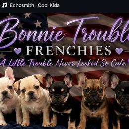 French Bulldog Puppies from Bonnie Trouble Frenchies