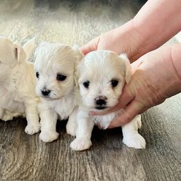 Maltese puppies from Paw Perfect Pets