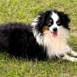 Boomer - Blue merle male Toy Australian Shepherd puppy in Artois, California from Aloe Aussies