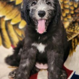 Goldendoodle Puppies from Country Pups Doodles