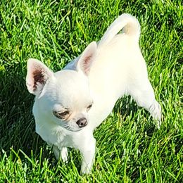 Buttercup - Chihuahua