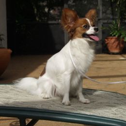 Papillon All Grown Up from Rocyn Papillons