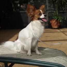 Papillon All Grown Up from Rocyn Papillons