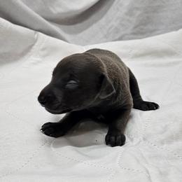 Lugi - Blue male Italian Greyhound puppy in Newalla, Oklahoma from Heartland Iggys
