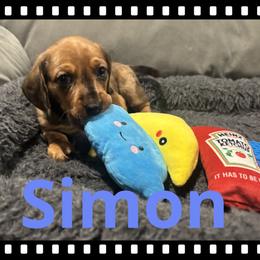 Simon - Red male Dachshund puppy in Flint, Texas from ZMC Acres Doxies