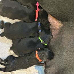 Rottweiler Puppies from Khaotic Rottweilers