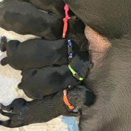 Rottweiler Puppies from Khaotic Rottweilers