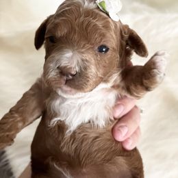Labradoodle Puppies from Uintah Basin Doodles