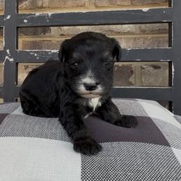 Rolo 1800 Valentines Special - Black and white male Sheepadoodle puppy in Cartersville, Georgia from Simply Blessed Doodles