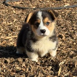 Xaden blue - Black and tan male Pembroke Welsh Corgi puppy in Sanford, Michigan from Tambali Pembroke Welsh Corgis