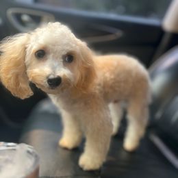 Aspen - White male Poodle puppy in Hephzibah ( Richmond County ), Georgia from Healing Pawz LLC