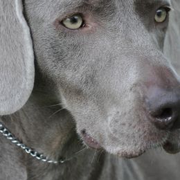 Bulldogs and Weimaraners from Peaksview