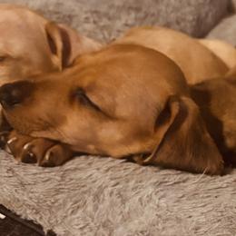 Soza - Red male Dachshund puppy in Yuma, Arizona from Desert dashies