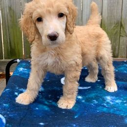 Poodle Puppies from L&K’s Standard Poodles