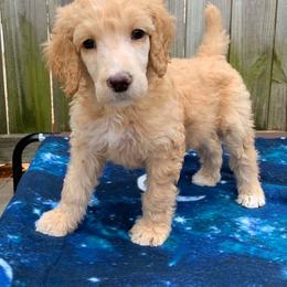 Poodle Puppies from L&K’s Standard Poodles